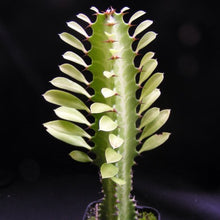 Load image into Gallery viewer, Euphorbia trigona African Milk Plant