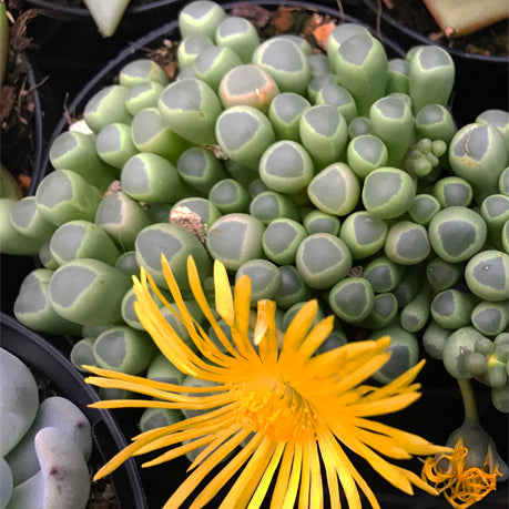 Fenestraria rhopalophylla subsp. aurantiaca 'Baby Toes'