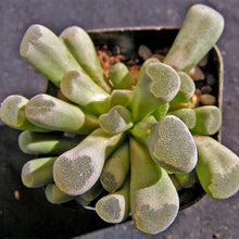 Load image into Gallery viewer, Frithia pulchra rote bluete