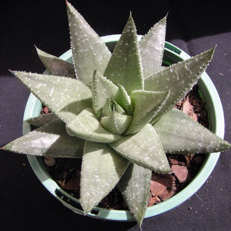 Gasteraloe 'Kebala'
