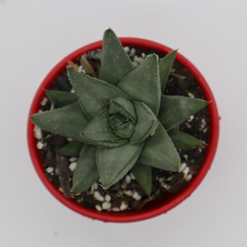 Gasteraloe kabela