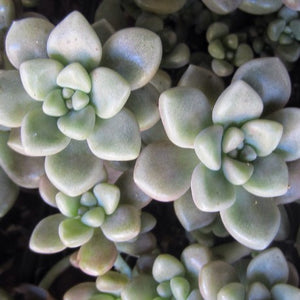 Graptopetalum mendozae