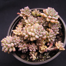 Load image into Gallery viewer, Graptopetalum pachyphyllum Bluebean