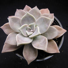 Load image into Gallery viewer, Graptopetalum paraguayense