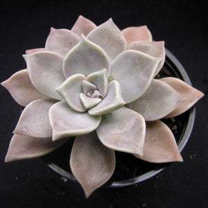 Graptopetalum paraguayense