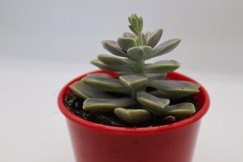 Graptopetalum paraguayense ssp bernalense