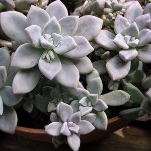 Graptosedum 'Bert Swanwick'