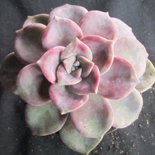 Load image into Gallery viewer, Graptoveria Purple Delight