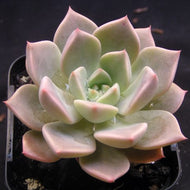 Graptoveria acaulis
