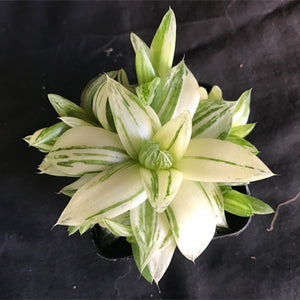 Haworthia cymbiformis (variegated)