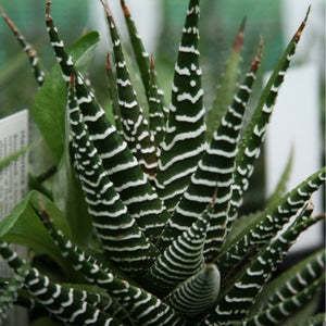 Haworthia attenuata