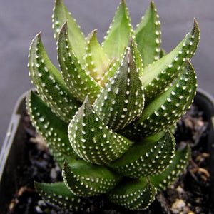 Haworthia coarctata