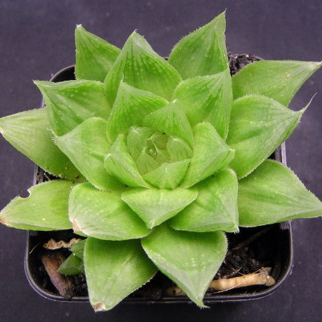 Haworthia cymbiformis
