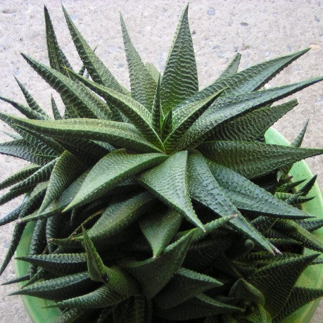 Haworthia limifolia Fairies Washboard
