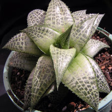Load image into Gallery viewer, Haworthia tessellata Mystery