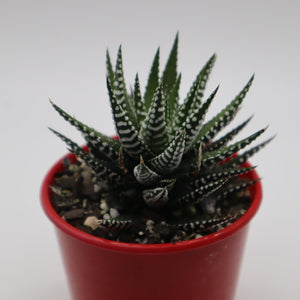Haworthia attenuata