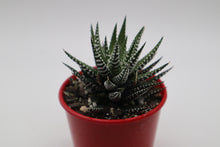Load image into Gallery viewer, Haworthia attenuata