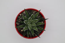 Load image into Gallery viewer, Haworthia attenuata