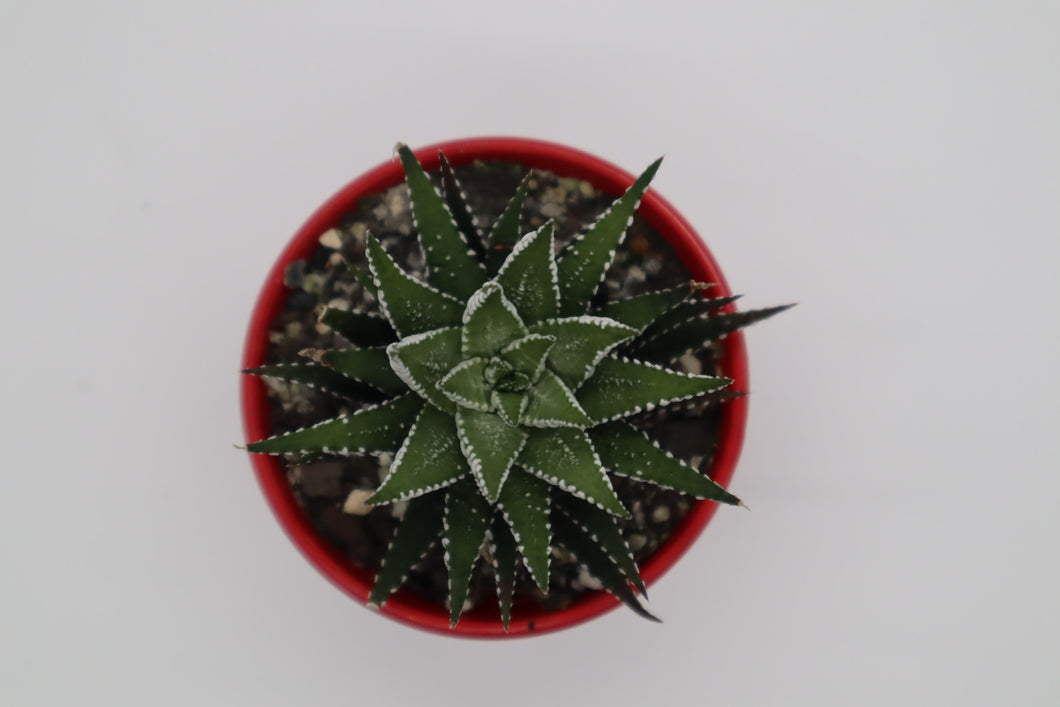 Haworthia attenuata