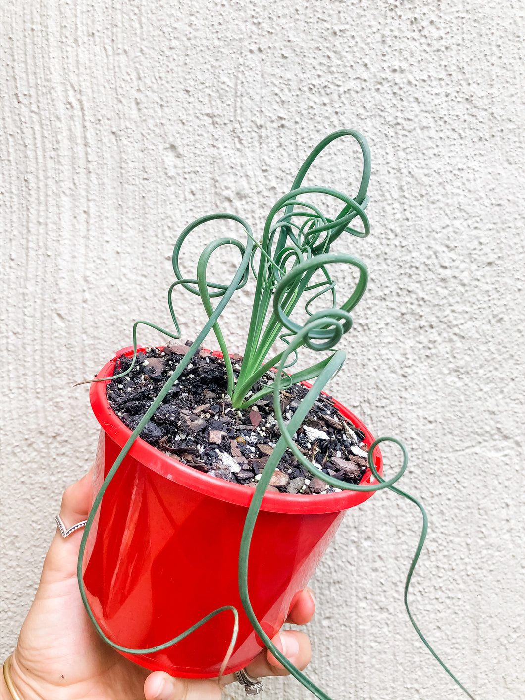 Albuca Spiralis