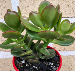 Crassula ovata minima