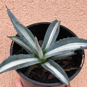 Agave Blue Variegated