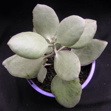 Load image into Gallery viewer, Kalanchoe bracteata 'Silver Spoons'