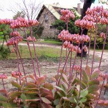 Load image into Gallery viewer, Kalanchoe fedtschenkoi