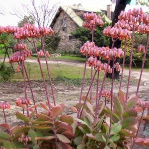 Kalanchoe fedtschenkoi