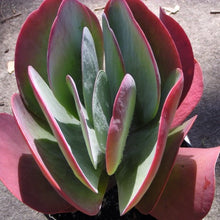 Load image into Gallery viewer, Kalanchoe thyrsifolia Flapjack Paddle plant