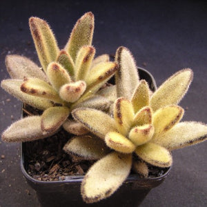 Kalanchoe tomentosa 'Chocolate Soldier'
