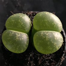 Load image into Gallery viewer, Lithops Living Stones