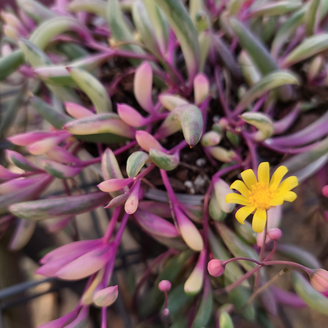Ruby Necklace Plant 'Othonna capensis' - Fast Delivery | Planet Desert