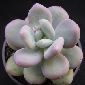 Pachyphytum oviferum Moonstones