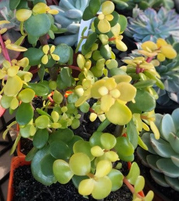 Portulacaria afra Aurea, Golden Jade
