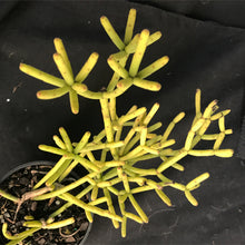 Load image into Gallery viewer, Rhipsalis grandiflora