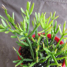 Load image into Gallery viewer, Rhipsalis ewaldiana Mistletoe cactus