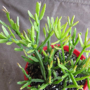 Rhipsalis ewaldiana Mistletoe cactus