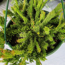 Load image into Gallery viewer, Rhipsalis mesembryanthemoides Clumpy mistletoe cactus
