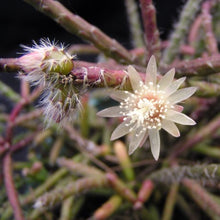 Load image into Gallery viewer, Rhipsalis pilocarpa Hairy legs