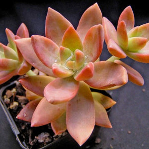 Sedum Sedeveria Pat's Pink