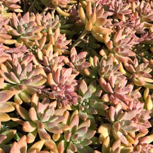 Load image into Gallery viewer, Sedeveria &#39;Starburst&#39;