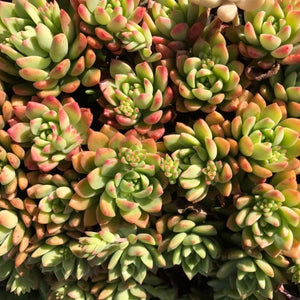 Sedeveria 'Maialen'