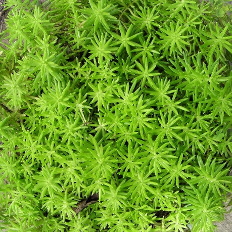 Sedum mexicanum 'Gold Mound'