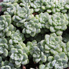 Load image into Gallery viewer, Sedum clavatum