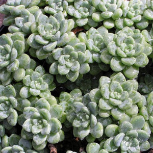 Sedum clavatum