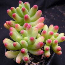 Load image into Gallery viewer, Sedum pachyphyllum Silver Jelly Bean