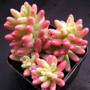 Sedum rubrotinctum 'Aurora'