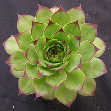 Load image into Gallery viewer, Sempervivum tectorum