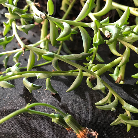 dolphin necklace succulent The Succulent Garden :: Senecio peregrinus
